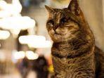 gli-kucing-penghuni-hagia-sophia-turki-selama-14-tahun.jpg