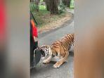 harimau-bengal-mencabik-bumber-mobil-safari.jpg