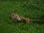 harimau-di-kebun-binatang-medan-zoo.jpg