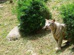 harimau-koleksi-sinka-zoo.jpg