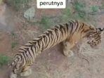 harimau-sumatera-terlihat-kurus-dan-perutnya-kempis.jpg