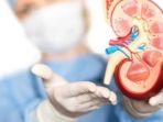 hidronefrosis-adalah-kondisi-saat-ginjal-mengalami-pembengkakan-akibat-penumpukan-urine.jpg