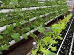 hidroponikk.jpg