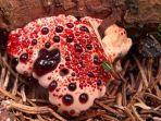 hydnellum-peckii-satu-bunga-paling-aneh-di-dunia.jpg