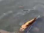 ikan-berwajah-manusia-aneh.jpg