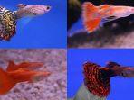 ikan-guppy-sedang-populer.jpg