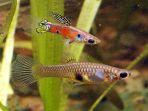ikan-hias-guppy.jpg