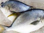 ikan-segar-sebelum-diolah.jpg