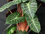 ilustrasi-alokasia-longiloba.jpg