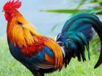 ilustrasi-ayam-jago-berkokok.jpg