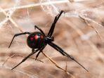 ilustrasi-laba-laba-black-widow.jpg