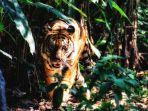 ilustrasi-seekor-harimau-berada-di-kebun-1.jpg
