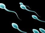 ilustrasi-sperma-2422020.jpg