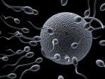 ilustrasi-sperma.jpg