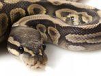 ilustrasi-ular-piton-jenis-sanca.jpg