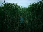 FILM - In the Tall Grass (2019)