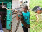 inilah-5-kisah-unik-pawang-ular-di-indonesia-ratu-ular-dikubur-bersama-ular.jpg
