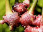 jahe-merah-maxmanroe.jpg