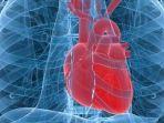 jantungkompascomintisari-onlinecom.jpg