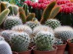 kaktus-mini-hias.jpg