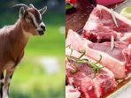 kambing-dan-dagingnya-2.jpg