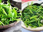 kangkung-illegal.jpg
