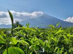 kebun-teh-kerinci.jpg