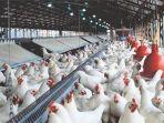 kementan-anggarkan-pengadaan-ayam-rp-770-ribu-per-ekor.jpg