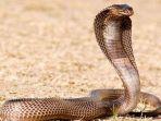 king-kobra-gigit-pria.jpg
