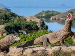 komodo-001211.jpg