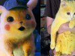 kucing-berubah-bulunya-menjadi-kuning-seperti-pikachu-setelah-diobati-karena-terinfeksi-jamur-kulit.jpg