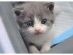 kucing-kloning-di-tiongkok1.jpg