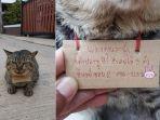 kucing-lucu-bawa-utang.jpg