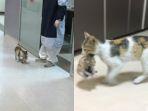 kucing-membawa-anaknya-ke-rs-di-istanbul.jpg