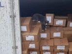 kucing-terjebak-dalam-kontainer-dari-ukraina-ke-israel.jpg
