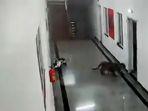 macan-tutul-terekam-berjalan-di-lorong-asrama-perguruan-tinggi-kedokteran.jpg
