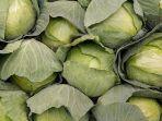 manfaat-sayur-kubis.jpg