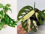 monstera-adansonii-variegataa.jpg