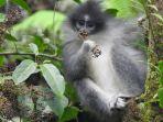 monyet-surili-atau-presbytis-comata.jpg