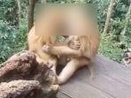 monyet-yang-sedang-memadu-kasih.jpg