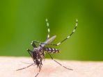 nyamuk-aedes-aegypti-yoi.jpg