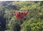 orangutan-bukit-lawang.jpg