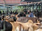 pasar-hewan-jelang-hari-raya-qurban.jpg