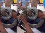 pasien-dilarikan-ke-rumah-sakit-cho-ra-tangan-terbelit-ular-kobra.jpg