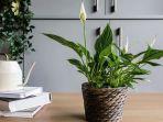 peace-lily-pembawa-keberuntungan.jpg
