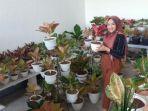 pengusaha-aglonema-di-madiun.jpg