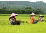 petani-menanam-sawah-di-samata.jpg