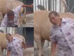 pria-ingin-foto-bersama-lembu-kurban-yang-akan-disembelih.jpg