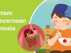 proses-pencernaan-dalam-tubuh-manusia-belajar-dari-rumah-tvri-untuk-sd-kelas-4-6.jpg