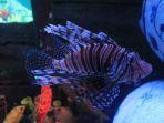 pterois-atau-yang-biasa-disebut-sebagai-lionfish.jpg